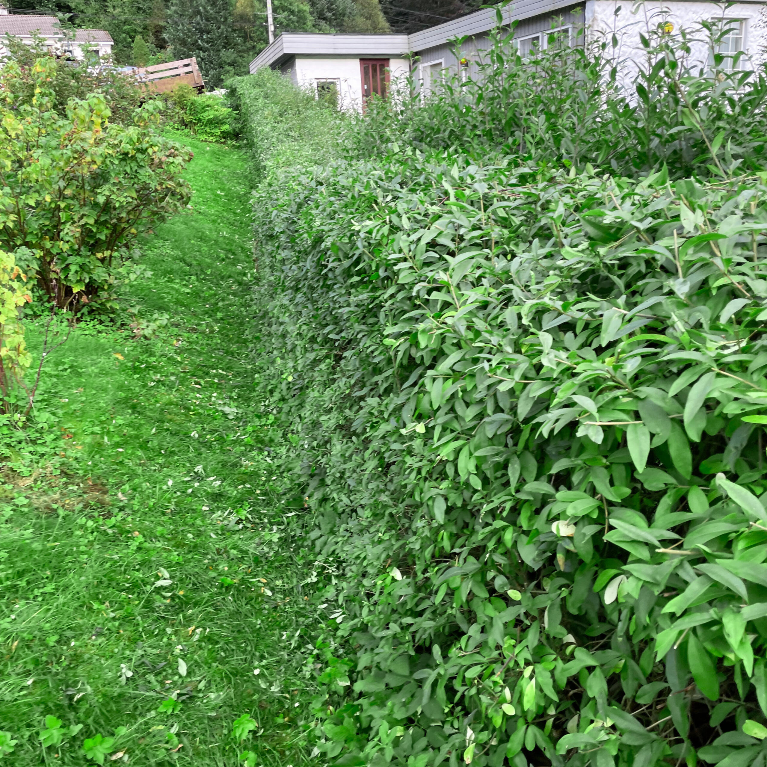 Hekktrimming