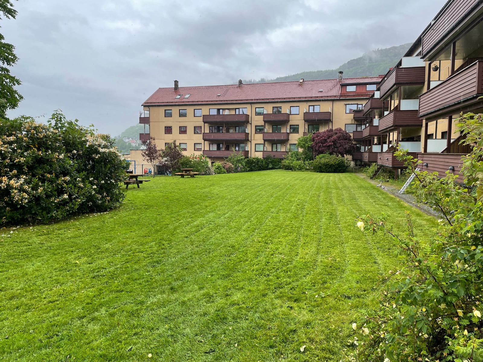 Frisk og grønn plen etter pleie